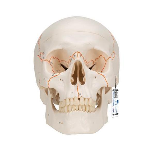 3B Scientific Numbered Classic Skull, 3 part - w/ 3B Smart Anatomy 1020165